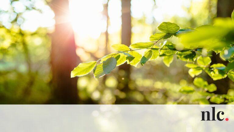 Az asztrológia világában május 1. különleges spirituális jelentőséggel bír. Ezen a napon a természet újjáéledése és a tavaszi energia csúcspontja érzékelhető, amely inspiráló lehetőségeket kínál a belső fejlődésre. A Bika csillagjegy uralma alatt álló máj
