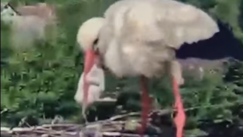 A Jászság vidékén egy gólya különös étkezési szokásairól érkezett hír: fiókáját, a saját utódját falatozta fel. Ez a szokatlan esemény nemcsak a természet csodáira világít rá, hanem a madarak világának rejtelmeire is. Sokszínű vidékünk tele van meglepetés