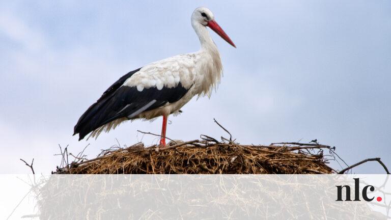 A jászsági gólyafészek alatt sötét fellegek gyülekeztek, ahogy a nap utolsó sugarai is elbújtak a horizont mögött. A fészek körüli csendet csak a szél zúgása törte meg, amely felerősítette a faluban terjedő pletykákat. A gólyák, akik eddig békésen fészkel