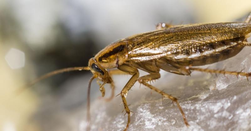 A csótányok nem csupán kellemetlen érzéseket válthatnak ki, hanem komoly egészségügyi kockázatokat is hordozhatnak. Íme néhány hatékony módszer, amellyel megóvhatod otthonodat ezeknek a nem kívánatos látogatóknak a támadásaitól.