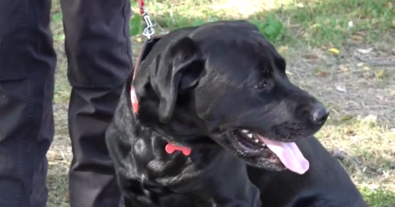 A törökországi túlélők megsegítése érdekében dolgozó magyar mentőkutya életét megpróbálták megfékezni egy mérgező támadással.